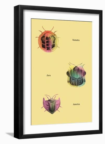Beetles of Sumatra, Java and America-Sir William Jardine-Framed Art Print