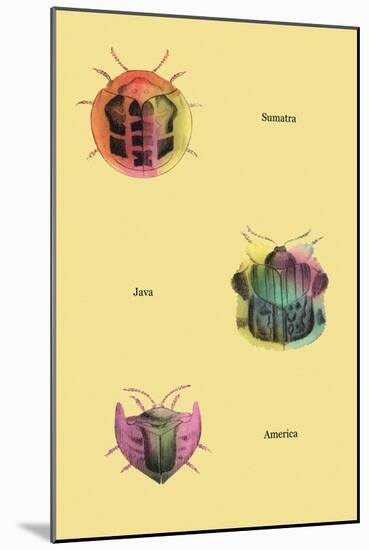 Beetles of Sumatra, Java and America-Sir William Jardine-Mounted Art Print