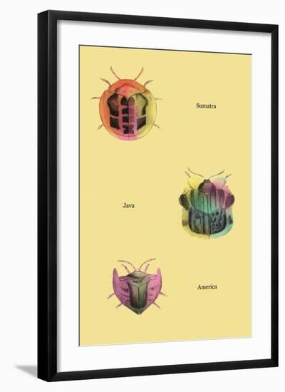 Beetles of Sumatra, Java and America-Sir William Jardine-Framed Art Print