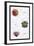 Beetles of Sumatra, Java and America-Sir William Jardine-Framed Art Print