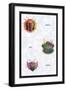 Beetles of Sumatra, Java and America-Sir William Jardine-Framed Art Print