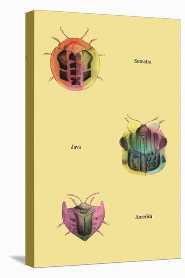 Beetles of Sumatra, Java and America-Sir William Jardine-Stretched Canvas