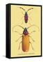 Beetles: Prianus Corticinus and Lanhonocerus Harbicarnis-Sir William Jardine-Framed Stretched Canvas