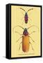 Beetles: Prianus Corticinus and Lanhonocerus Harbicarnis-Sir William Jardine-Framed Stretched Canvas