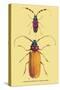 Beetles: Prianus Corticinus and Lanhonocerus Harbicarnis-Sir William Jardine-Stretched Canvas