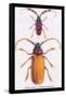 Beetles: Prianus Corticinus and Lanhonocerus Harbicarnis-Sir William Jardine-Framed Stretched Canvas