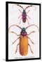 Beetles: Prianus Corticinus and Lanhonocerus Harbicarnis-Sir William Jardine-Stretched Canvas