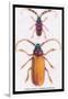 Beetles: Prianus Corticinus and Lanhonocerus Harbicarnis-Sir William Jardine-Framed Art Print