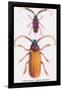 Beetles: Prianus Corticinus and Lanhonocerus Harbicarnis-Sir William Jardine-Framed Art Print