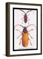 Beetles: Prianus Corticinus and Lanhonocerus Harbicarnis-Sir William Jardine-Framed Art Print