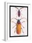 Beetles: Prianus Corticinus and Lanhonocerus Harbicarnis-Sir William Jardine-Framed Art Print