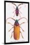 Beetles: Prianus Corticinus and Lanhonocerus Harbicarnis-Sir William Jardine-Mounted Art Print