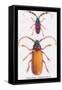 Beetles: Prianus Corticinus and Lanhonocerus Harbicarnis-Sir William Jardine-Framed Stretched Canvas