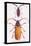 Beetles: Prianus Corticinus and Lanhonocerus Harbicarnis-Sir William Jardine-Stretched Canvas