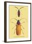 Beetles: Prianus Corticinus and Lanhonocerus Harbicarnis-Sir William Jardine-Framed Art Print