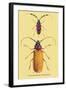 Beetles: Prianus Corticinus and Lanhonocerus Harbicarnis-Sir William Jardine-Framed Art Print