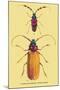 Beetles: Prianus Corticinus and Lanhonocerus Harbicarnis-Sir William Jardine-Mounted Art Print