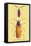 Beetles: Prianus Corticinus and Lanhonocerus Harbicarnis-Sir William Jardine-Framed Stretched Canvas