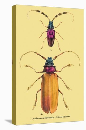 Beetles: Prianus Corticinus and Lanhonocerus Harbicarnis-Sir William Jardine-Stretched Canvas