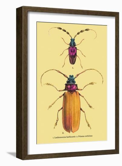 Beetles: Prianus Corticinus and Lanhonocerus Harbicarnis-Sir William Jardine-Framed Art Print