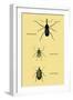 Beetles: Rhina Barbirostris, Curculio Cuvieru and C. Vittatus-Sir William Jardine-Framed Art Print