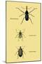 Beetles: Rhina Barbirostris, Curculio Cuvieru and C. Vittatus-Sir William Jardine-Mounted Art Print