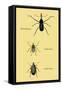 Beetles: Rhina Barbirostris, Curculio Cuvieru and C. Vittatus-Sir William Jardine-Framed Stretched Canvas