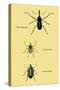 Beetles: Rhina Barbirostris, Curculio Cuvieru and C. Vittatus-Sir William Jardine-Stretched Canvas