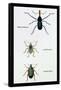 Beetles: Rhina Barbirostris, Curculio Cuvieru and C. Vittatus-Sir William Jardine-Framed Stretched Canvas