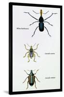 Beetles: Rhina Barbirostris, Curculio Cuvieru and C. Vittatus-Sir William Jardine-Stretched Canvas