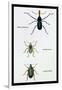 Beetles: Rhina Barbirostris, Curculio Cuvieru and C. Vittatus-Sir William Jardine-Framed Art Print