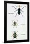 Beetles: Rhina Barbirostris, Curculio Cuvieru and C. Vittatus-Sir William Jardine-Framed Art Print