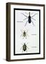 Beetles: Rhina Barbirostris, Curculio Cuvieru and C. Vittatus-Sir William Jardine-Framed Art Print