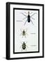 Beetles: Rhina Barbirostris, Curculio Cuvieru and C. Vittatus-Sir William Jardine-Framed Art Print