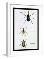 Beetles: Rhina Barbirostris, Curculio Cuvieru and C. Vittatus-Sir William Jardine-Framed Art Print