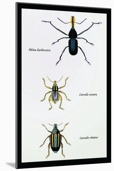 Beetles: Rhina Barbirostris, Curculio Cuvieru and C. Vittatus-Sir William Jardine-Mounted Art Print