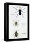 Beetles: Rhina Barbirostris, Curculio Cuvieru and C. Vittatus-Sir William Jardine-Framed Stretched Canvas