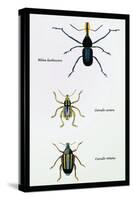 Beetles: Rhina Barbirostris, Curculio Cuvieru and C. Vittatus-Sir William Jardine-Stretched Canvas