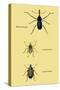 Beetles: Rhina Barbirostris, Curculio Cuvieru and C. Vittatus-Sir William Jardine-Stretched Canvas