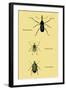 Beetles: Rhina Barbirostris, Curculio Cuvieru and C. Vittatus-Sir William Jardine-Framed Art Print