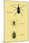 Beetles: Rhina Barbirostris, Curculio Cuvieru and C. Vittatus-Sir William Jardine-Mounted Art Print