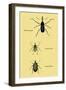 Beetles: Rhina Barbirostris, Curculio Cuvieru and C. Vittatus-Sir William Jardine-Framed Art Print