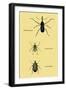 Beetles: Rhina Barbirostris, Curculio Cuvieru and C. Vittatus-Sir William Jardine-Framed Art Print