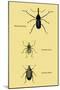 Beetles: Rhina Barbirostris, Curculio Cuvieru and C. Vittatus-Sir William Jardine-Mounted Art Print