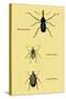 Beetles: Rhina Barbirostris, Curculio Cuvieru and C. Vittatus-Sir William Jardine-Stretched Canvas