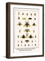 Beetles, Rove Beetles, Carabids, Cockchafers, Stag Beetles, Longhorn Beetles, Click Beetles, Weevel-Albertus Seba-Framed Art Print