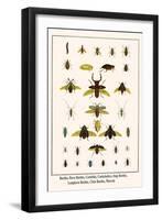 Beetles, Rove Beetles, Carabids, Cockchafers, Stag Beetles, Longhorn Beetles, Click Beetles, Weevel-Albertus Seba-Framed Art Print