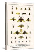 Beetles, Rove Beetles, Carabids, Cockchafers, Stag Beetles, Longhorn Beetles, Click Beetles, Weevel-Albertus Seba-Stretched Canvas