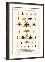 Beetles, Rove Beetles, Carabids, Cockchafers, Stag Beetles, Longhorn Beetles, Click Beetles, Weevel-Albertus Seba-Framed Art Print