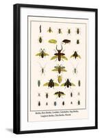 Beetles, Rove Beetles, Carabids, Cockchafers, Stag Beetles, Longhorn Beetles, Click Beetles, Weevel-Albertus Seba-Framed Art Print